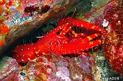 Enoplometopus antillensis-Cap Vert Mille poissons-17m-20150408-Denis-ADER-DSC_9874_tn